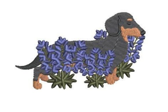Dachshund Walking Through Bluebonnets: A Seasonal Review